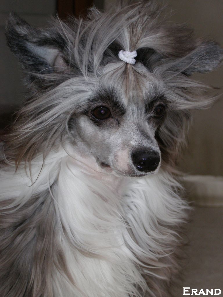 Erand Crest Dream Comes True