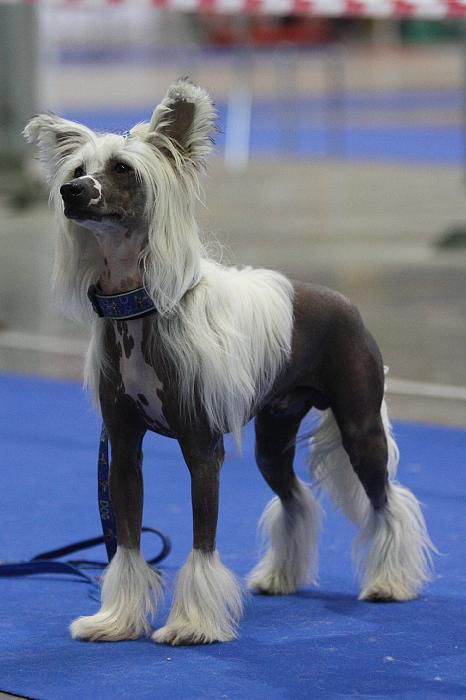 Eiss Even z Jaromerskeho panstvi