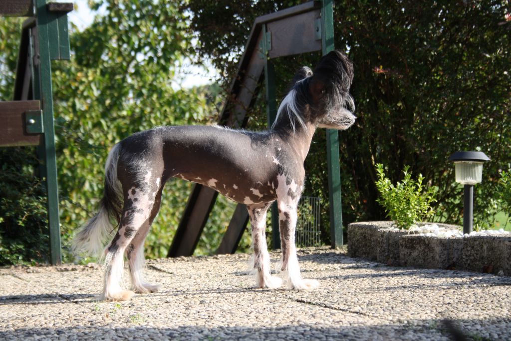 Bassima vom Wahlbachtal