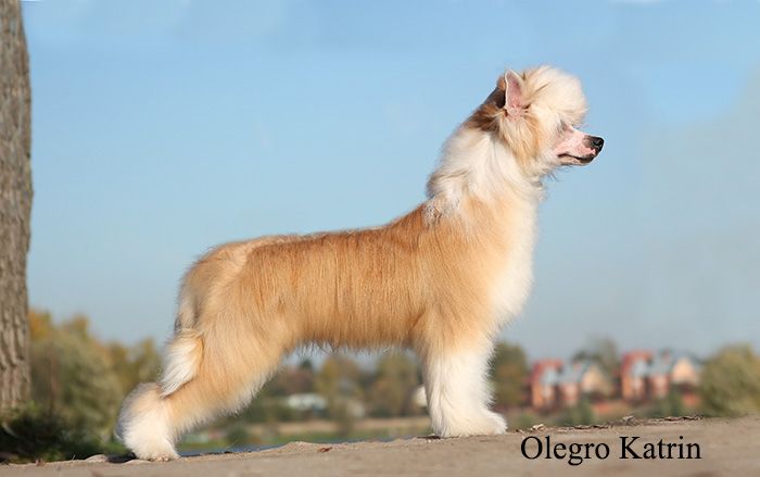 Olegro Katrin De Facto Gold