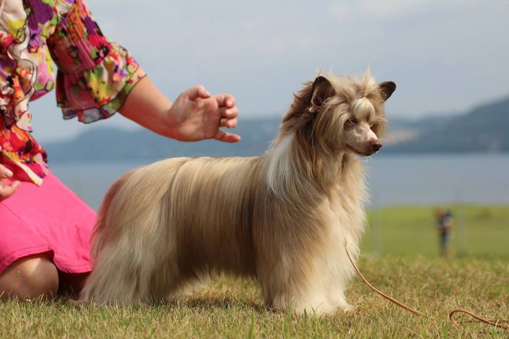 Burlesque Pillow Book
