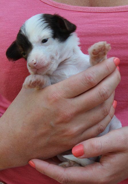 Burlesque Pink Prison