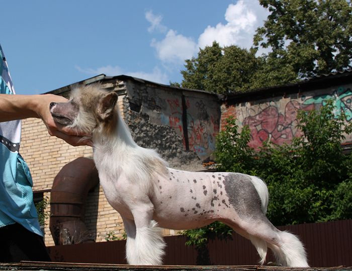 Olegro Katrin Diva'Dior In Paradise