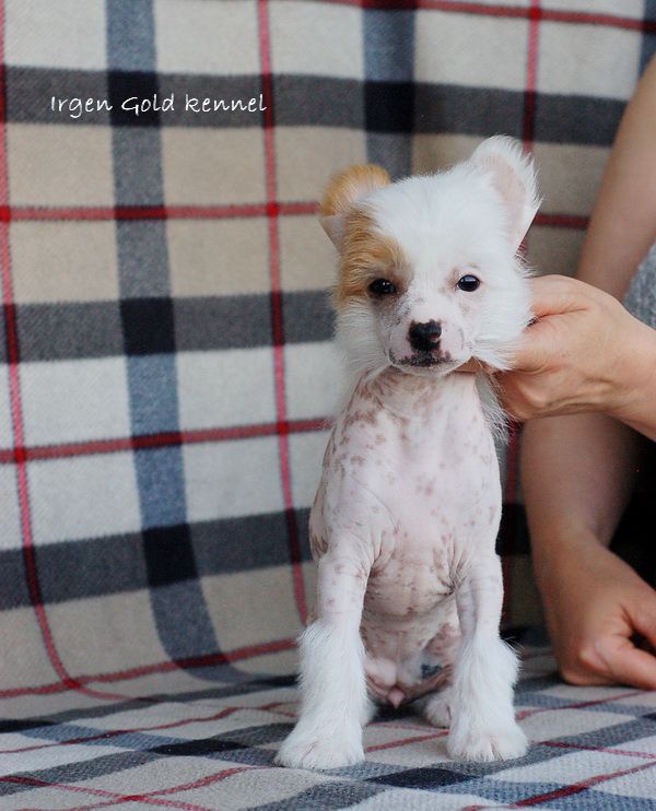 Irgen Gold Ganna