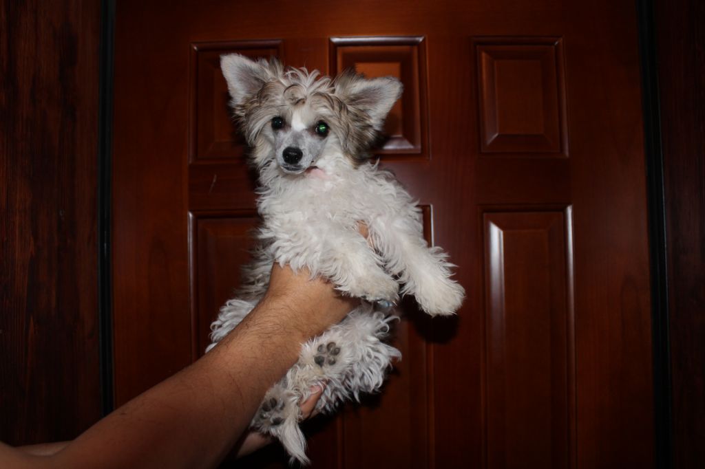 Funky-Monkey Intrigue