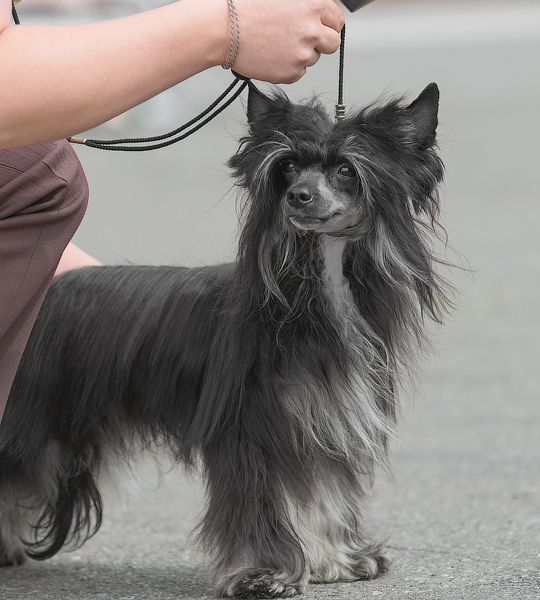 Nirvana  iz Strany Kutha