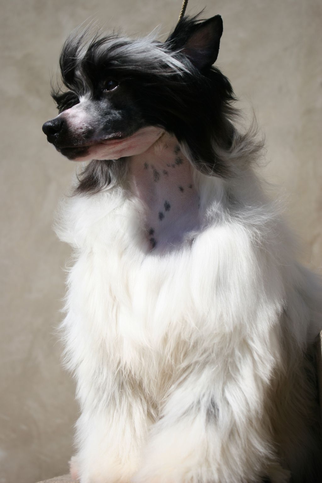 Heart Beat,The Dark Thunder de Fageiro