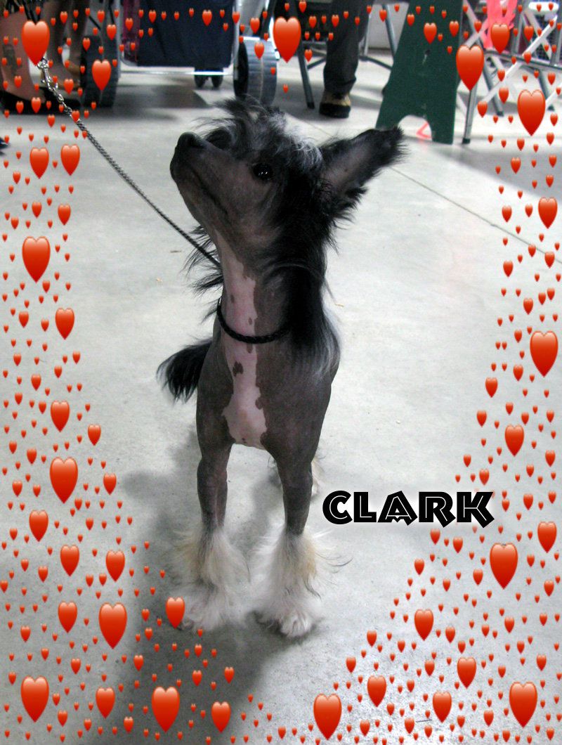 Puffin Man Of Steel (LCP left hip)