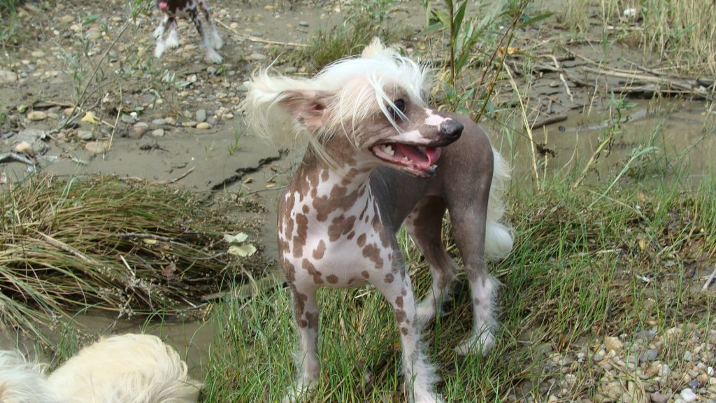 Talisman Kubani Heila