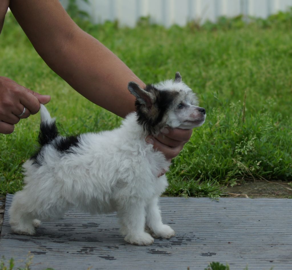 Moment of Glory Bellodgia