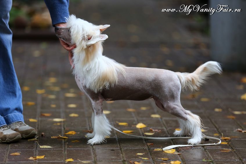 My Vanity Fair La-Tina