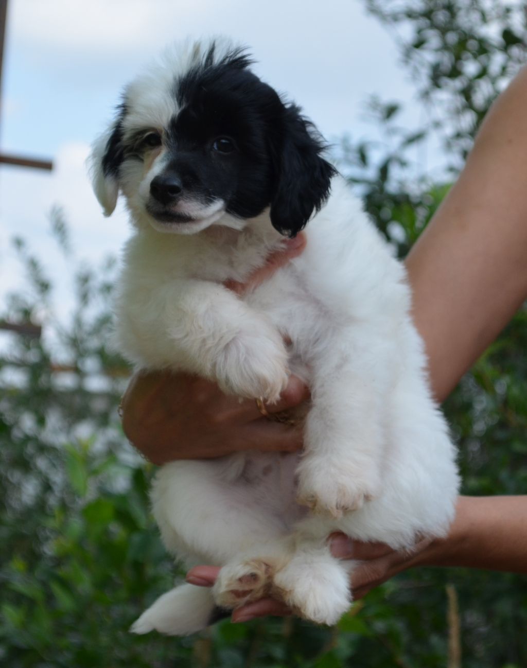 Ognenny Lotos Pinkerton