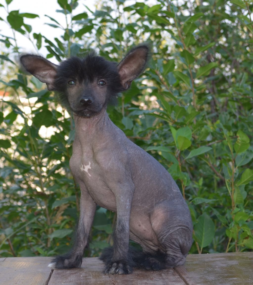 Ognenny Lotos Ponoshka