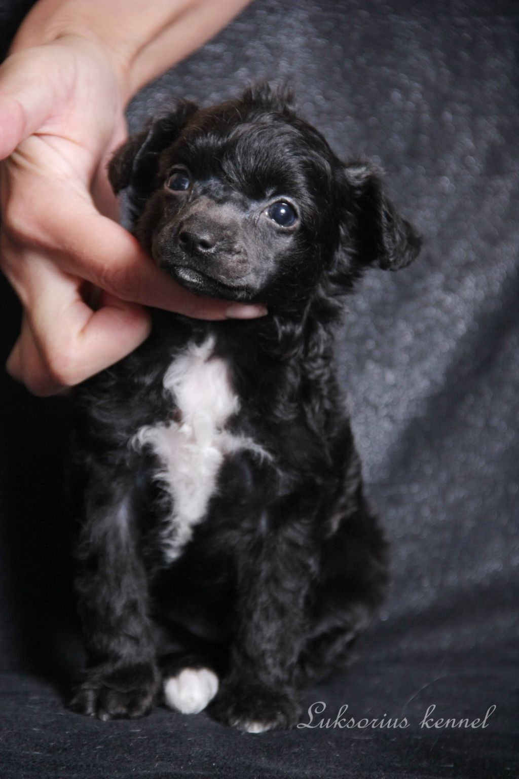 Luksorius Yantarnaya Businka