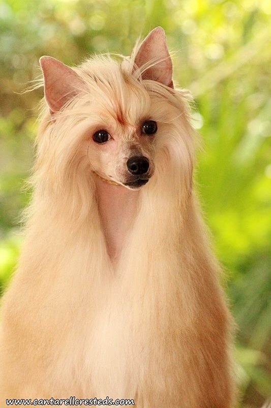 Asti La Piu Bella (Cantarell/Tamayo)