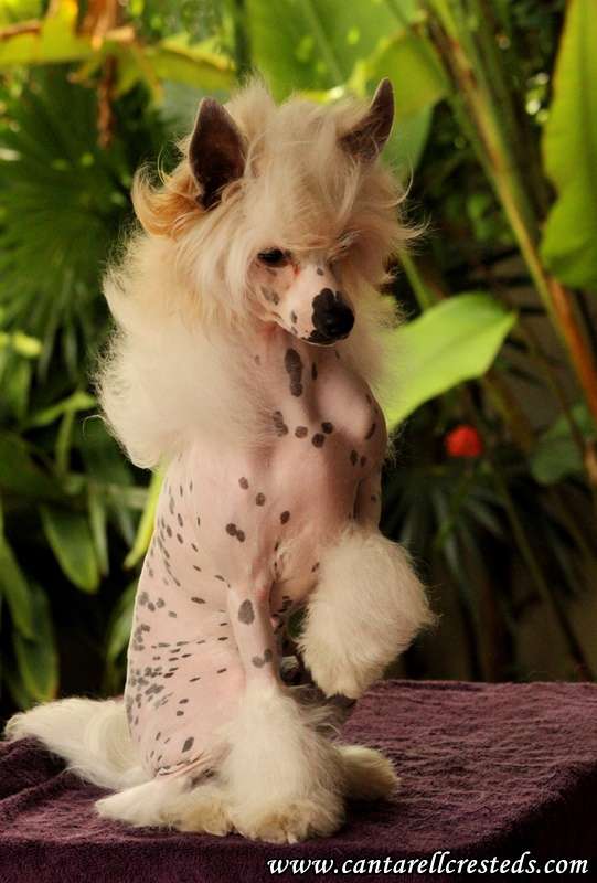 Alí Batuffolo Di Coton (Cantarell/Tamayo)