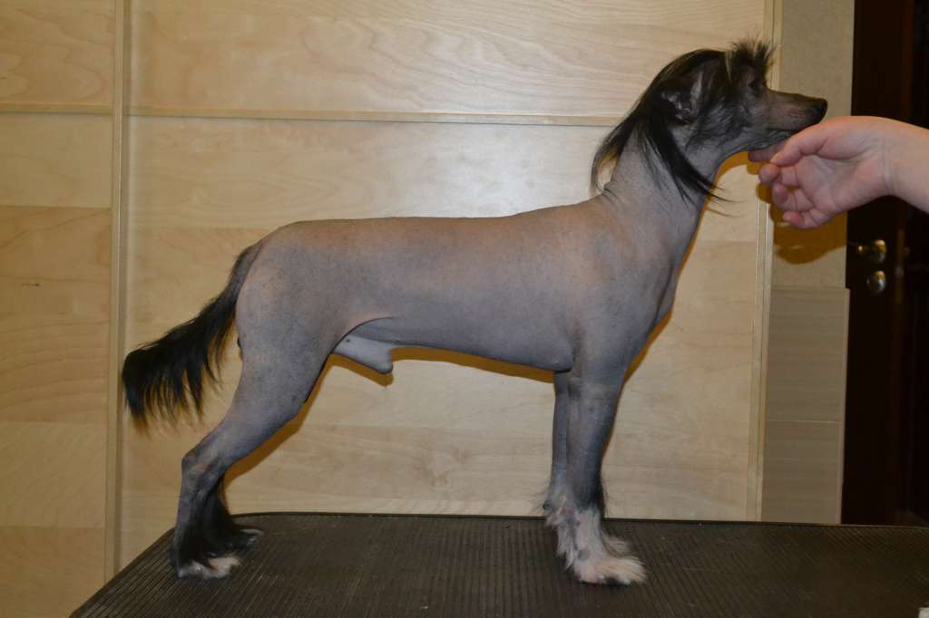 Landkris Nelson Brisk