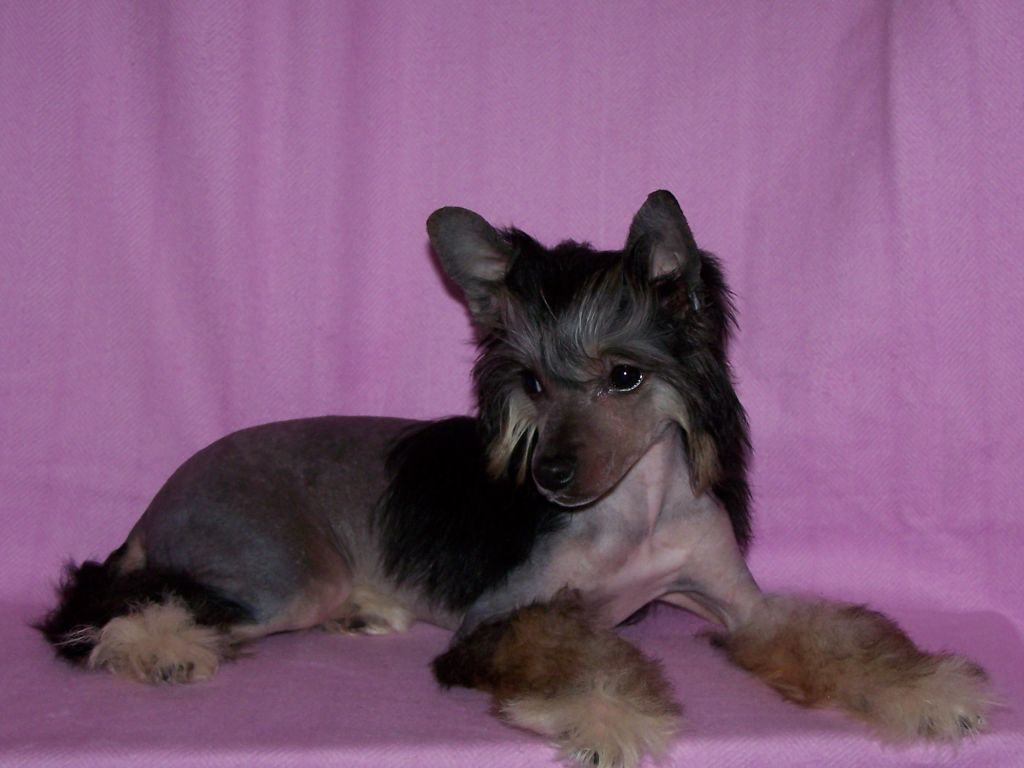 Diamantine Gintaro Magija