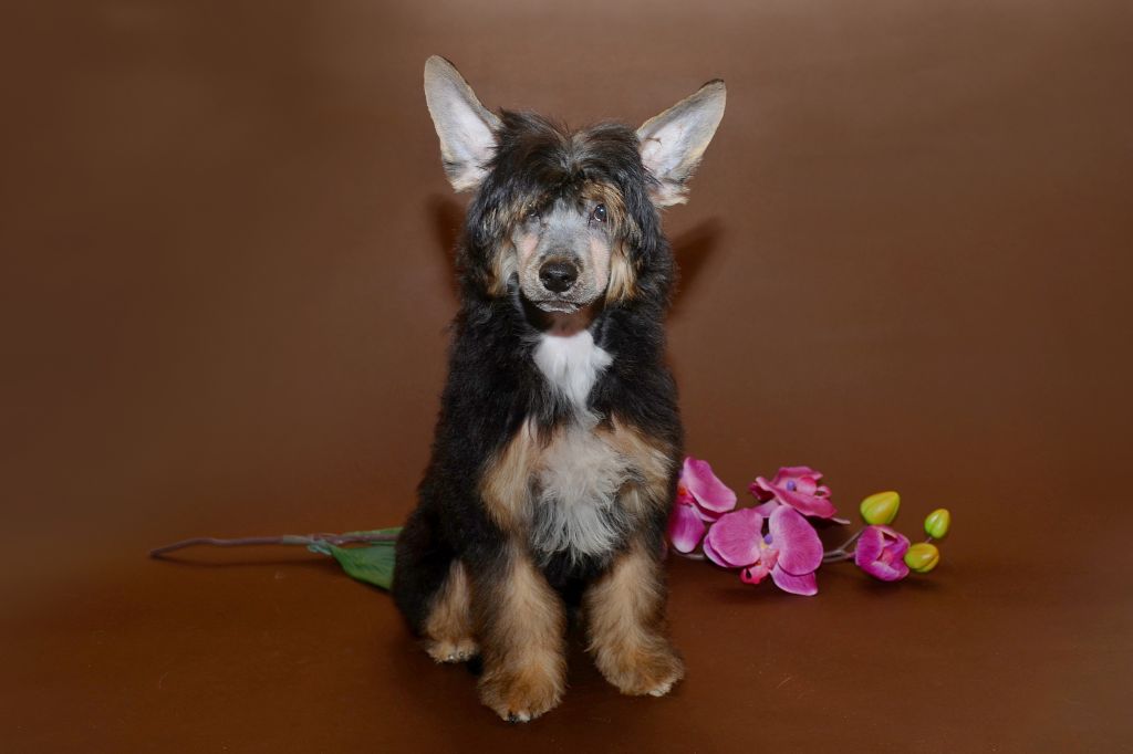 Rouber Balt  Westminster