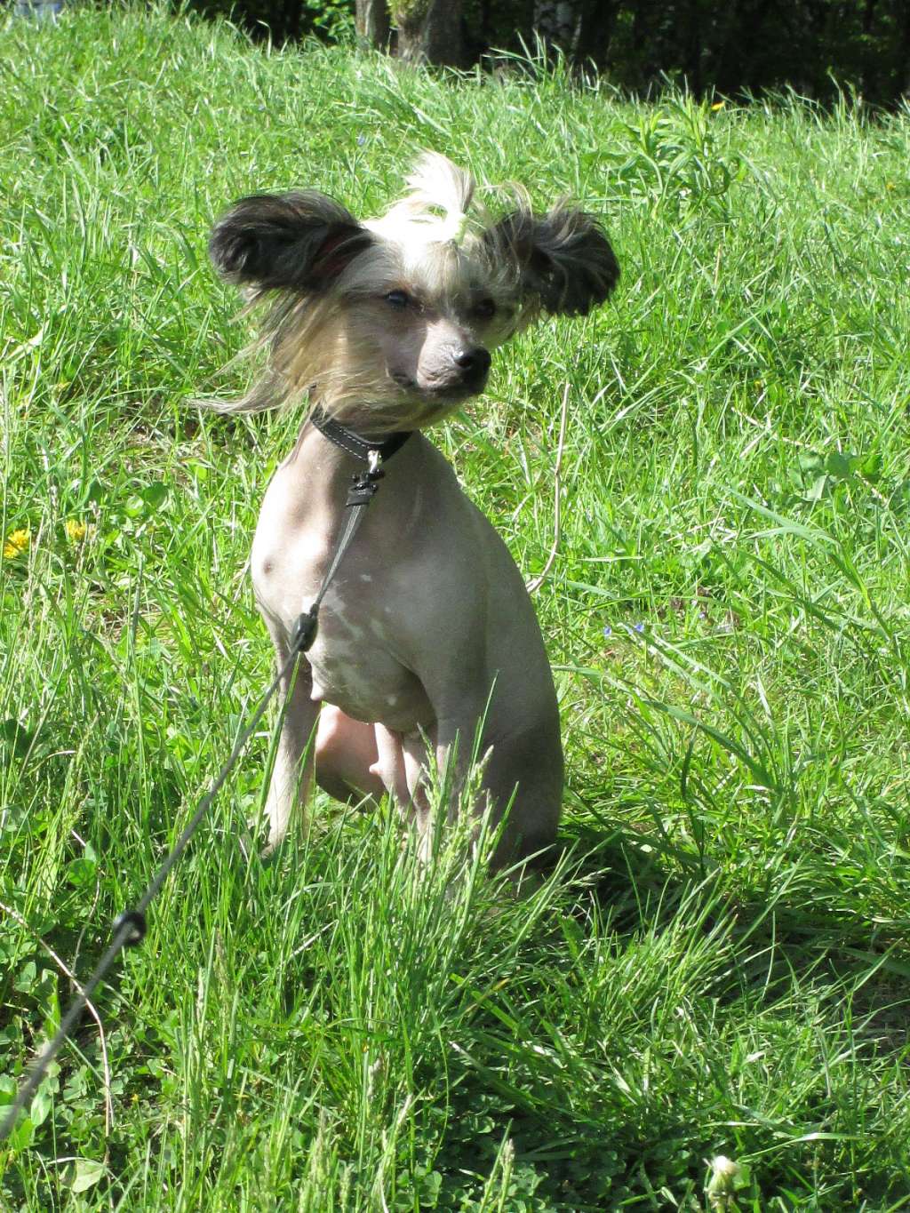 Olegro Katrin Exciting Smile