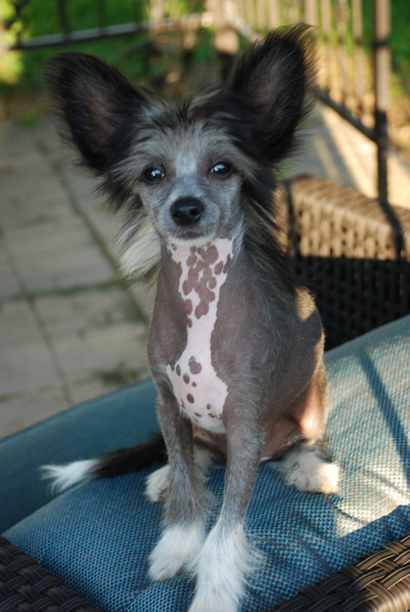 Sunstreaker Native Dancer