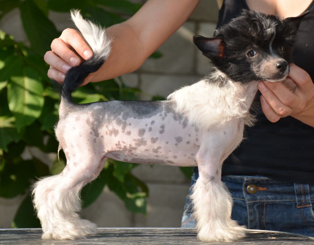 Djemanshi Barbariska