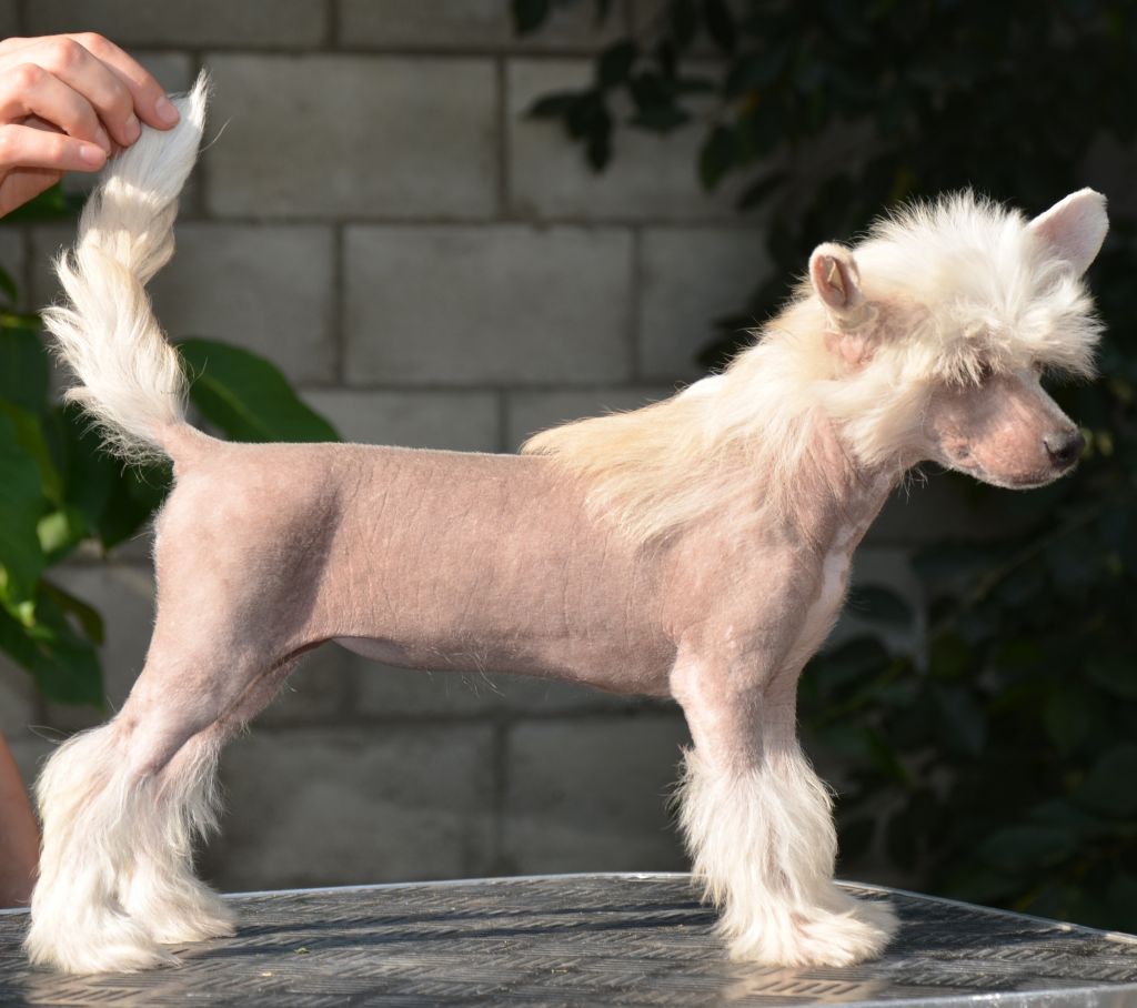 Djemanshyi Bella Vita