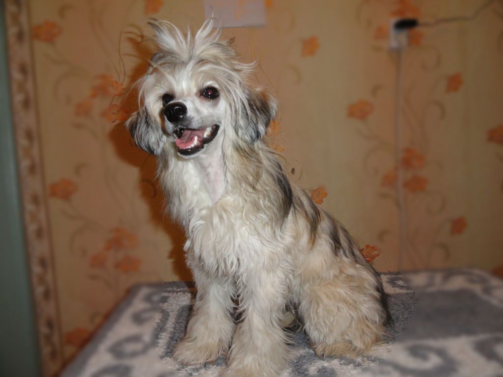 Rus Terra Tessa Meles