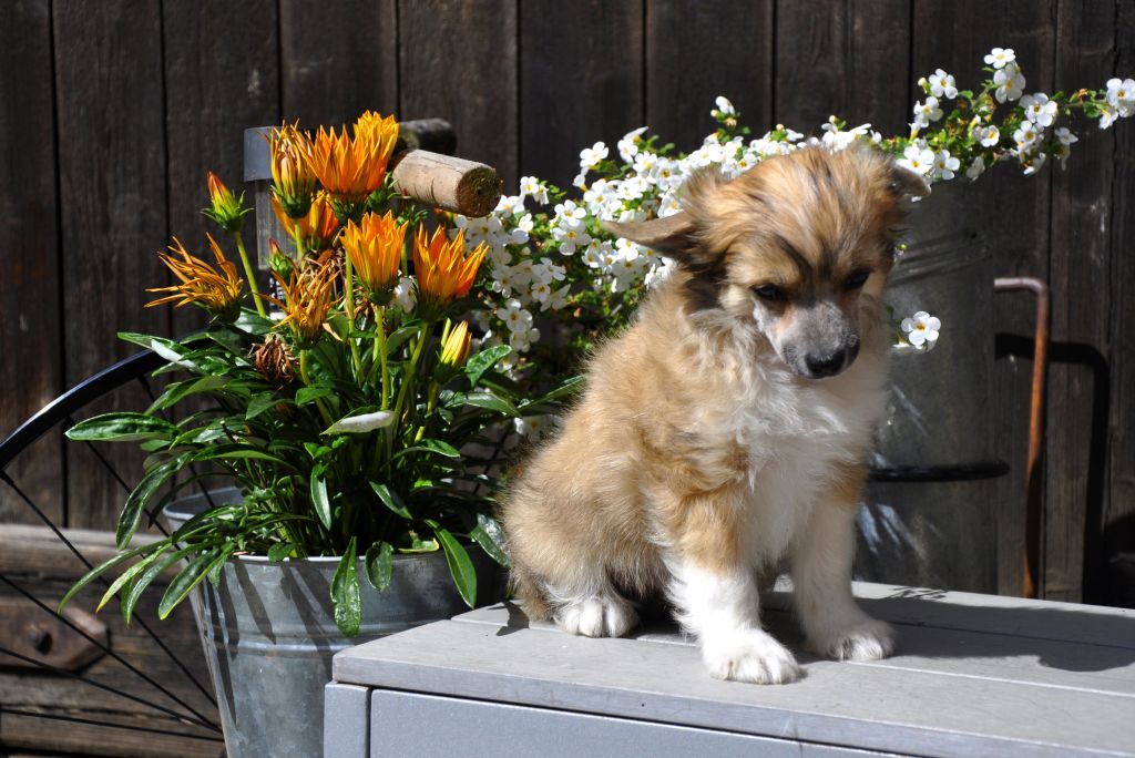 Django of little twinkling stars