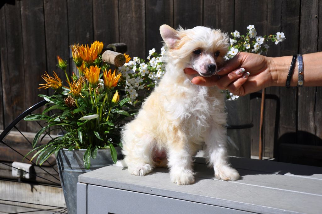 Dascha of little twinkling stars