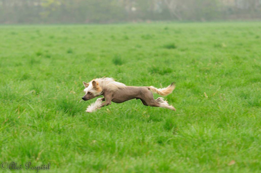 Gauner Night z Pulnocního dvora