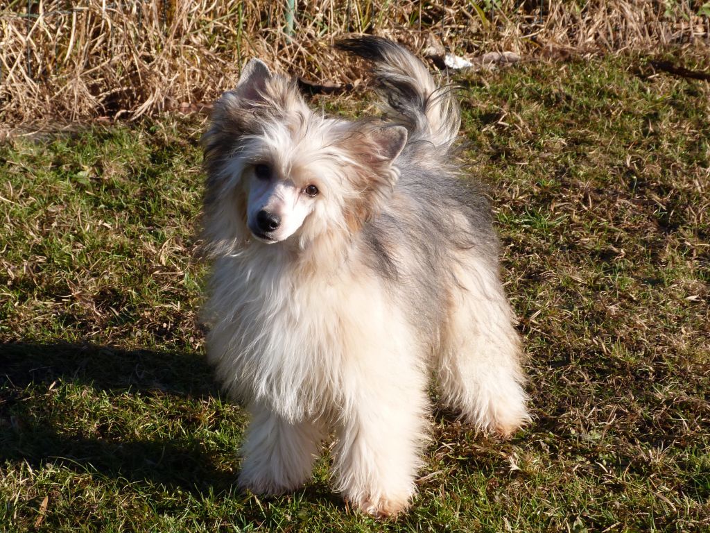 Geofrey z Pulnocního dvora