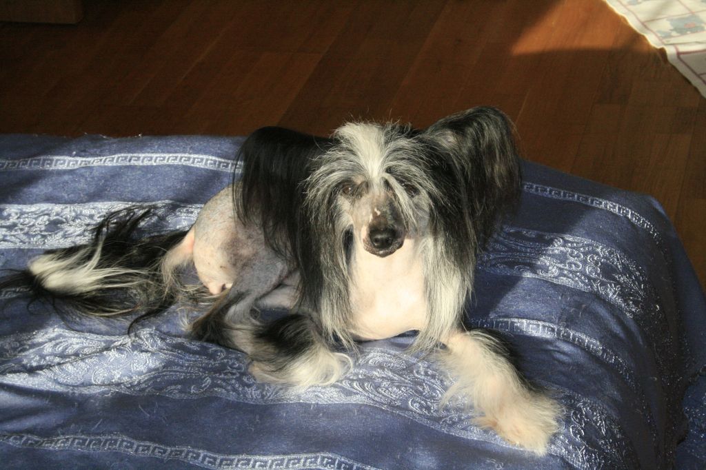 Gallaktik Demir Diliya