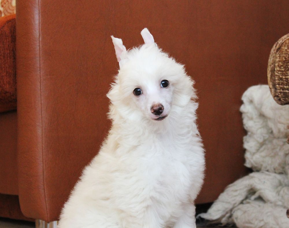 Alvine Band Unison Of Hearts