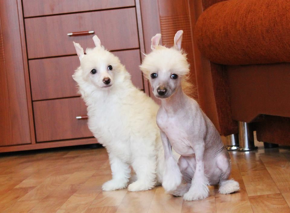 Alvine Band Urban Dandy