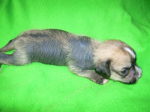 Wild At Hardt Gustav