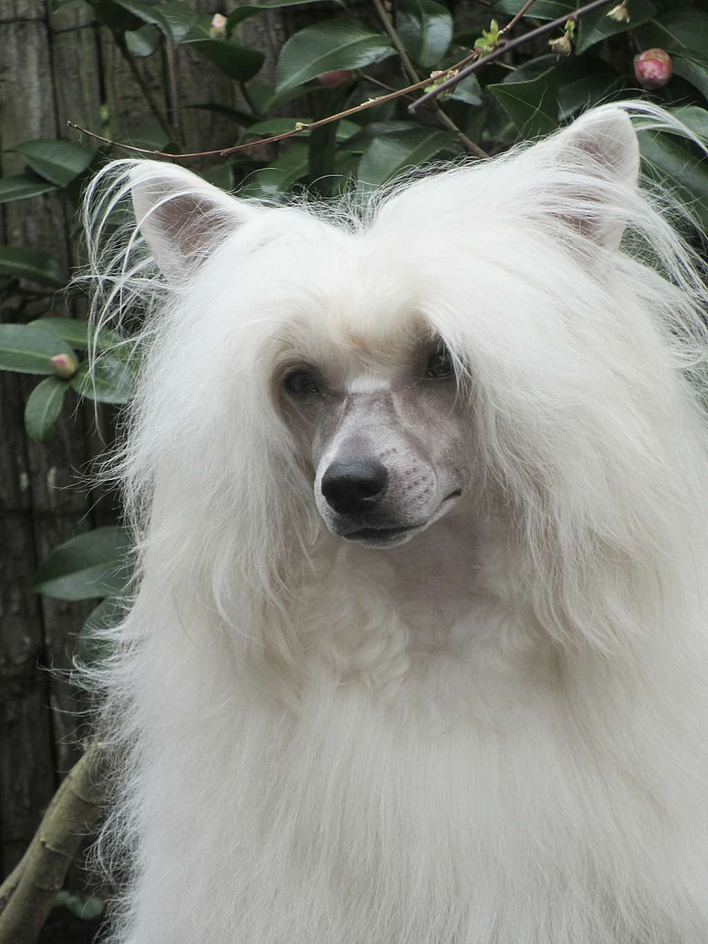 Cat's China Dogs Ultra Famous