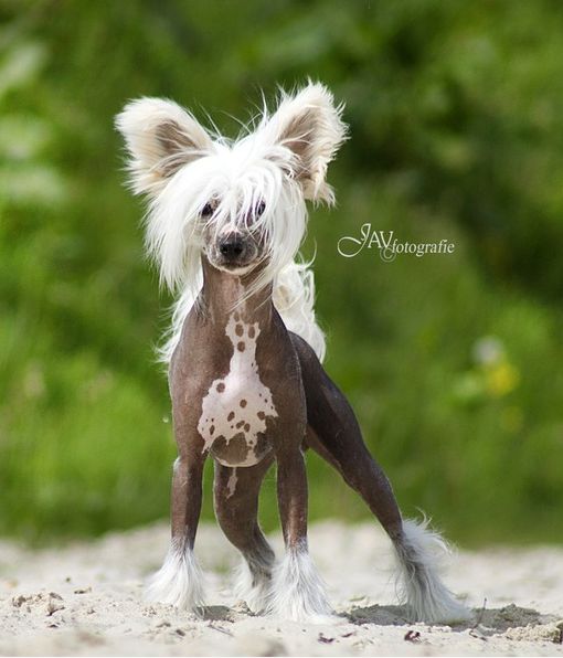 Cat's China Dogs Ultra Shining Moon