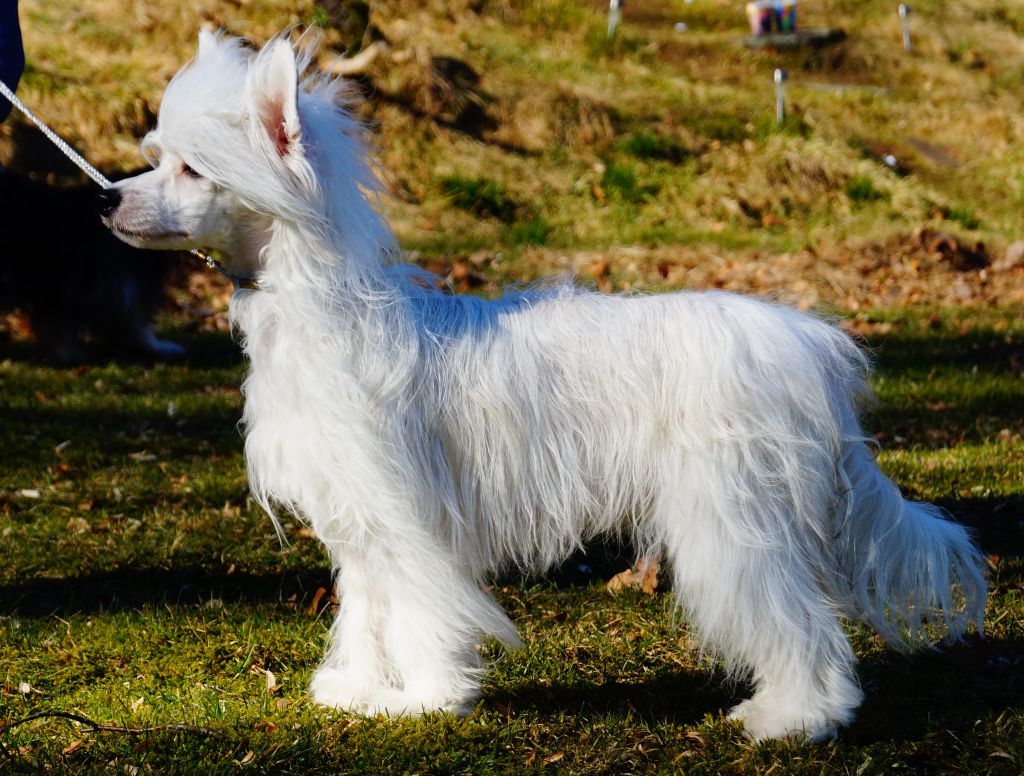 Amyfield Dancing Queen