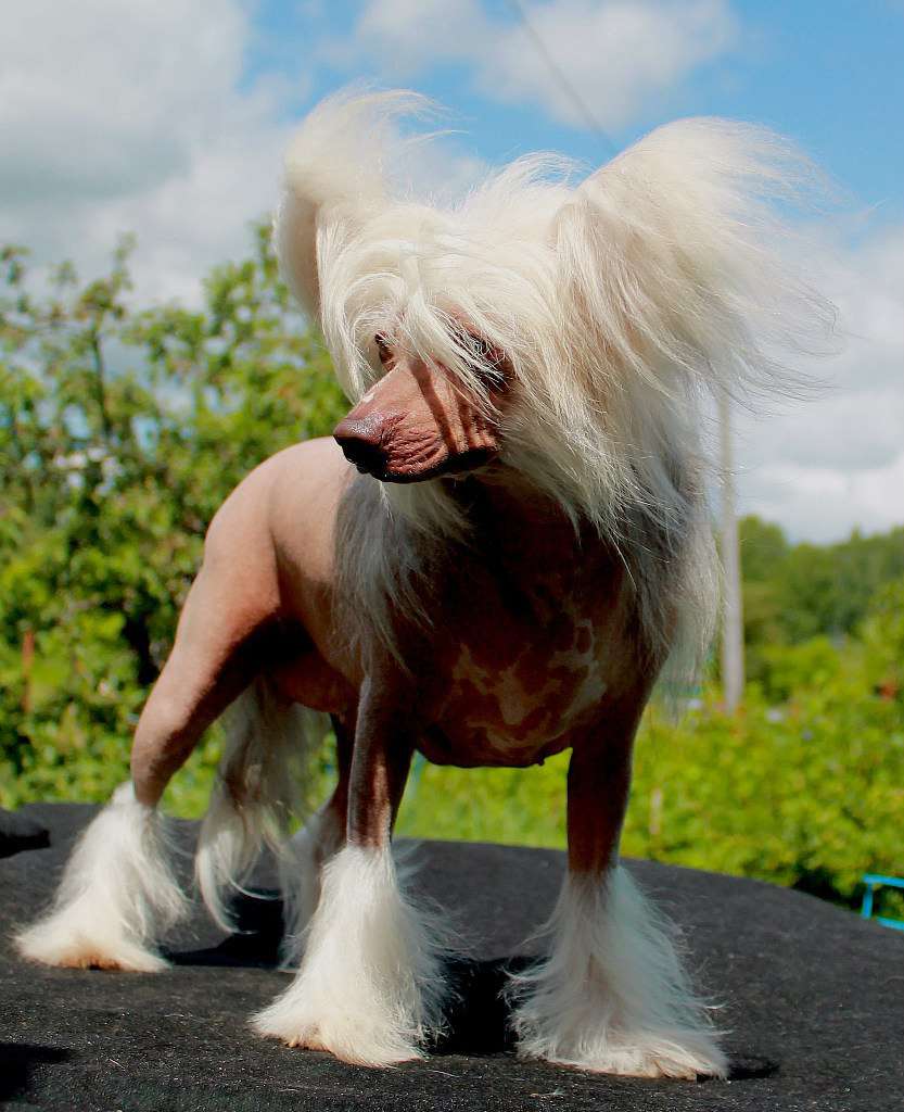 Fensi Fehen Buti Ays