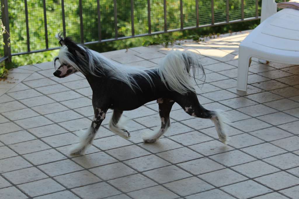 Altair Domino The Pirate