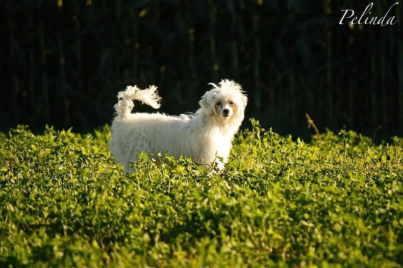 Aleydis The Exotic Kween