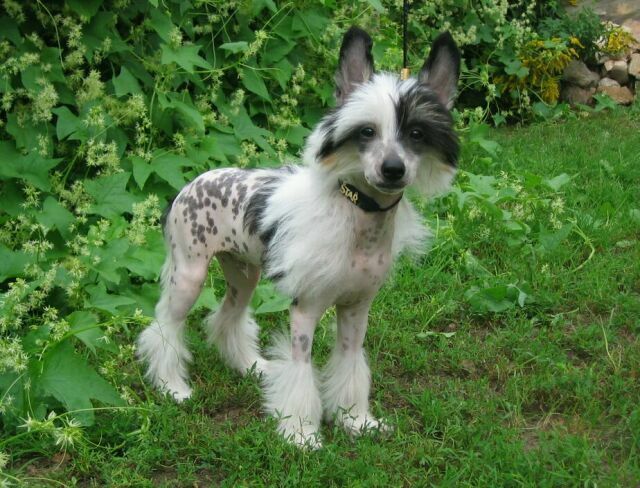 Brilliantovyj  Blesk