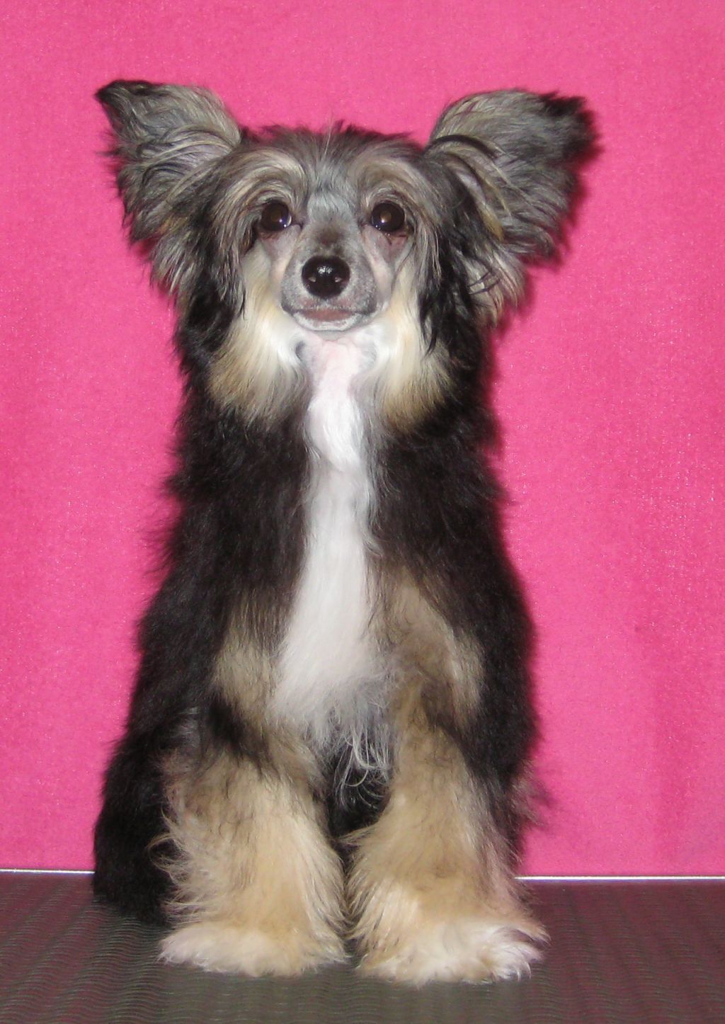 Electra Diamond of the Night