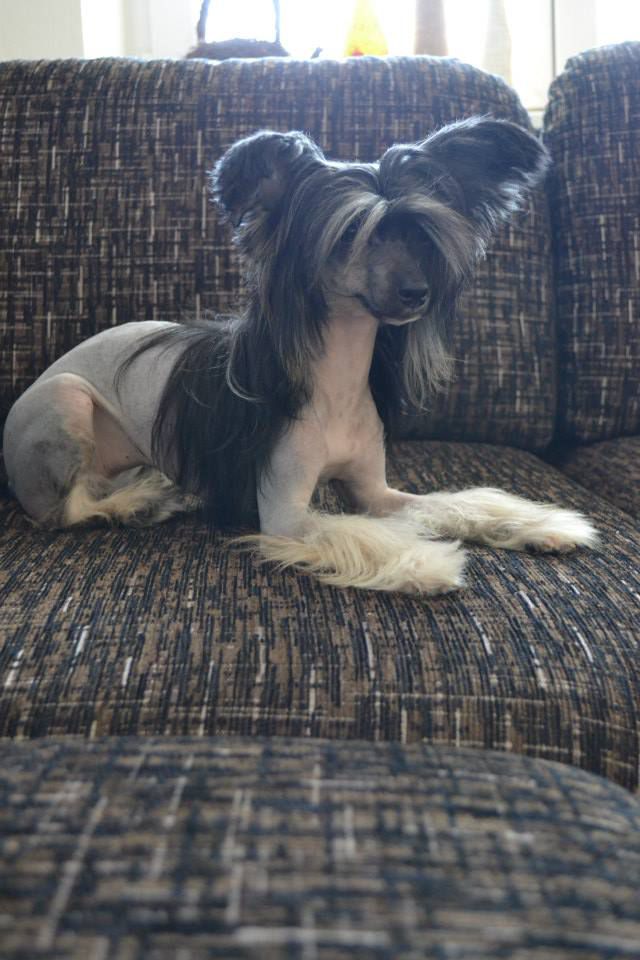 Ebony Diamond of the Night