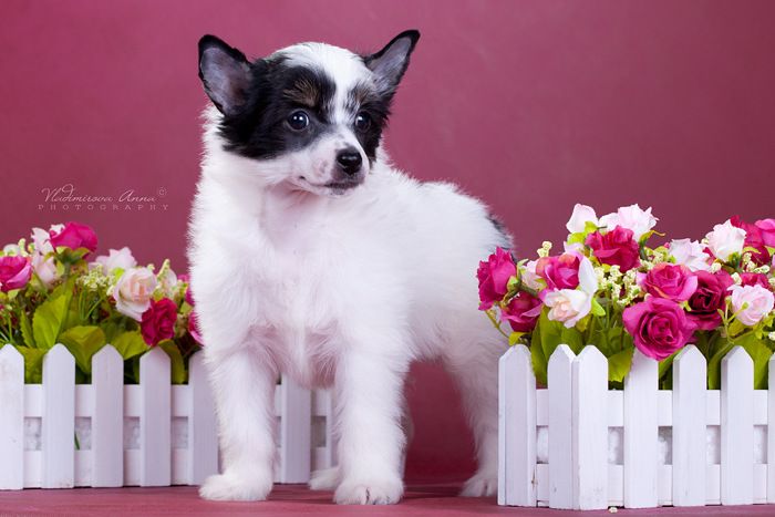 Belosnezhnaja Pushinka