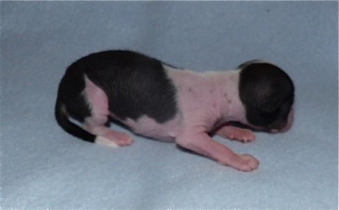 Taï Mandchou's Ilarius Candy