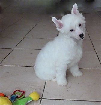 Taï Mandchou's Isatis Wild