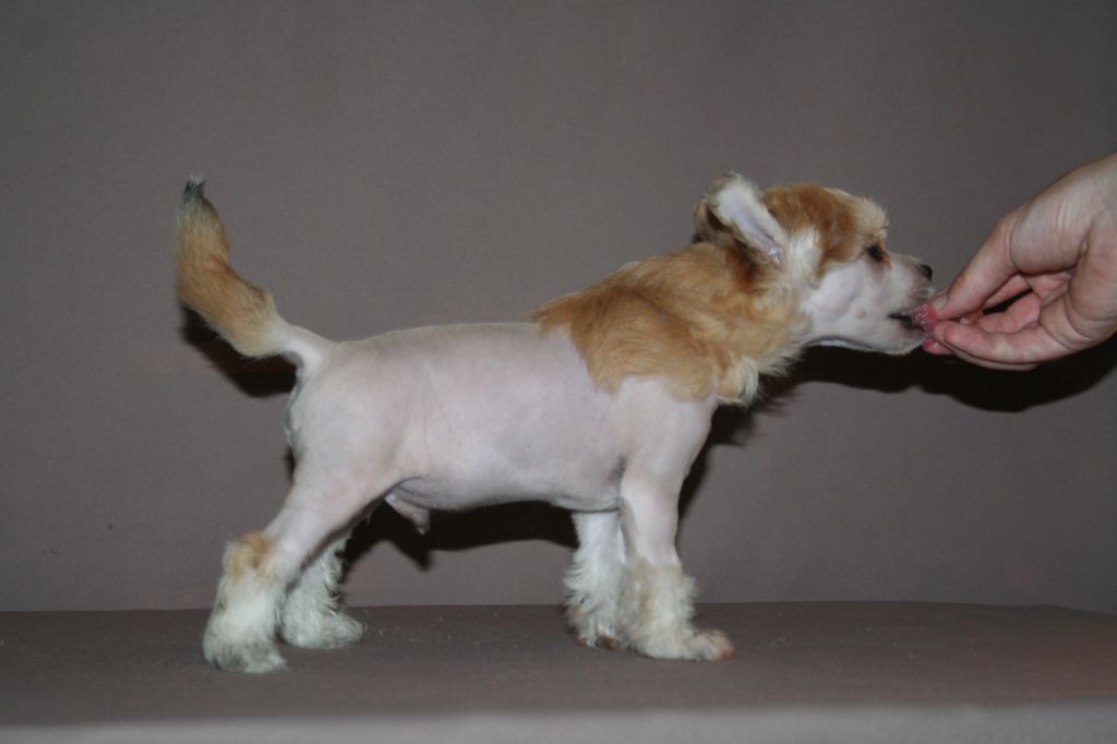 Lady Buck's Breaks The Ice