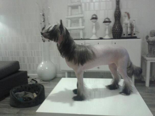 Lady Buck's Because I Say So